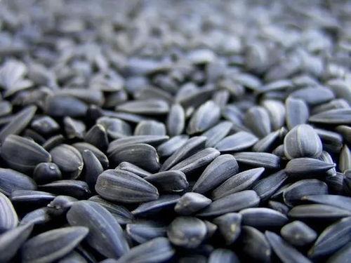 吃瓜子瓜,品味生活点滴