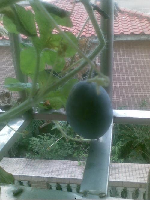 阳台哥吃瓜,揭秘娱乐圈幕后故事