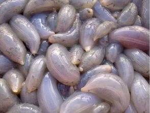 地瓜吃瓜的视频,趣味横生的田园生活趣事