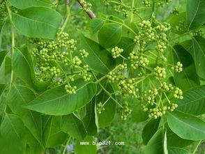 网红黄柏,网络红人背后的故事与影响力