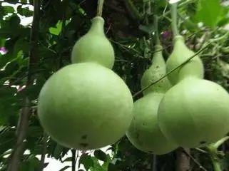 吃葫芦瓜头晕,揭秘食用后的身体反应